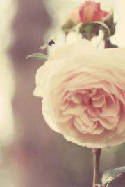 ������ ������� �������� ������