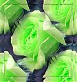 ������ ������� green rose