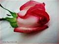������ ������� **����� ����**