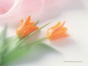 ������ ������� HZM!SU
